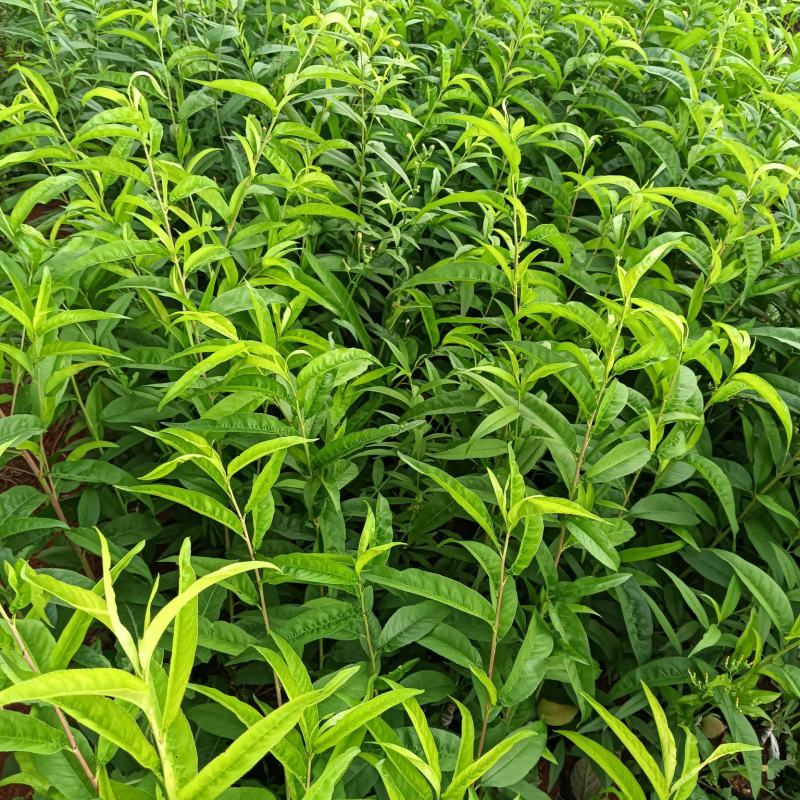 《鹰嘴桃苗》云南红河桃苗/成活高/提供技术指导