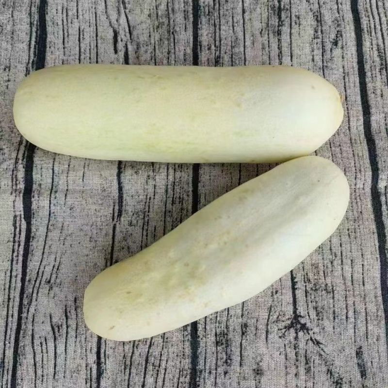 新鲜白黄瓜瓜本地应季蔬菜瓜果