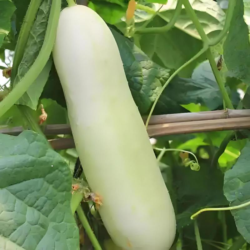 新鲜白黄瓜瓜本地应季蔬菜瓜果