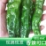 农家正宗自种辣椒小皱新鲜特辣香辣超辣青椒批发蔬菜现摘现发