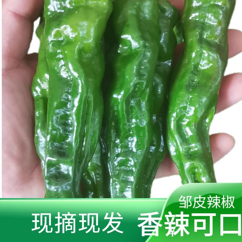 农家正宗自种辣椒小皱新鲜特辣香辣超辣青椒批发蔬菜现摘现发