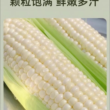 新鲜甜玉米现摘嫩包谷带壳玉米应季