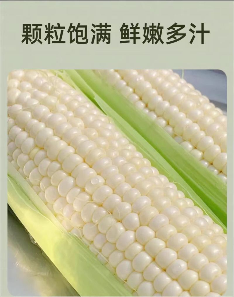 新鲜甜玉米现摘嫩包谷带壳玉米应季