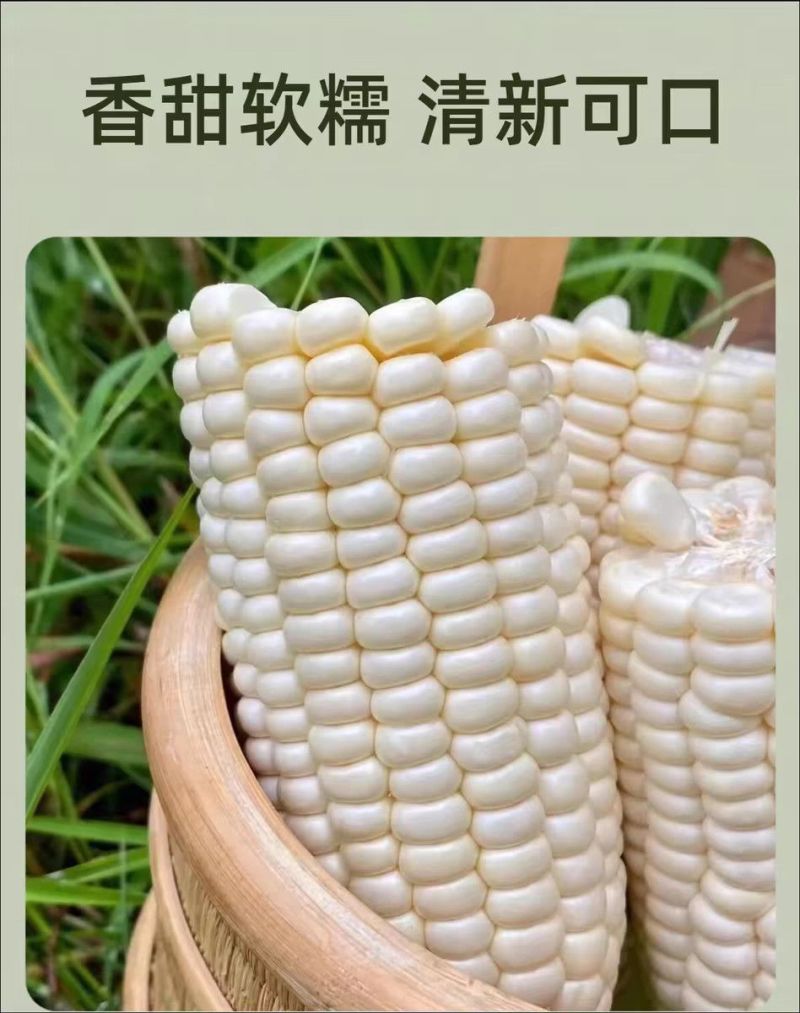 新鲜甜玉米现摘嫩包谷带壳玉米应季