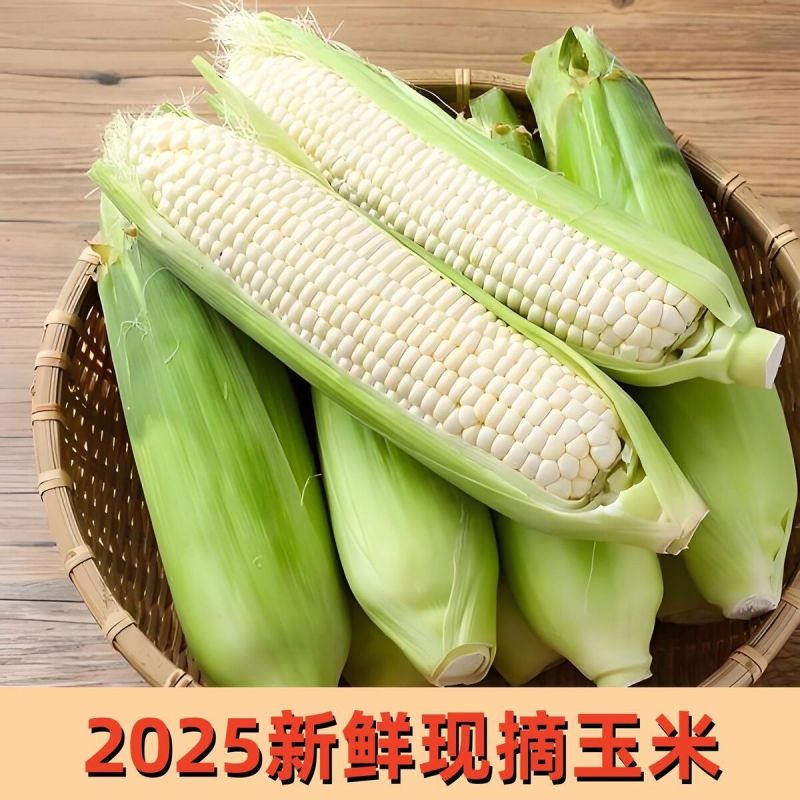 新鲜甜玉米现摘嫩包谷带壳玉米应季