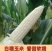 新鲜甜玉米现摘嫩包谷带壳玉米应季