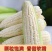 新鲜甜玉米现摘嫩包谷带壳玉米应季