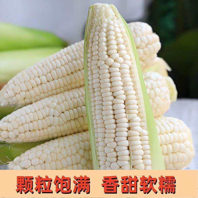 新鲜甜玉米现摘嫩包谷带壳玉米应季