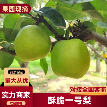 安徽酥梨酥脆一号梨皮薄多汁量大从优供应全国市场电商