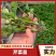 法国皇后芹菜苗安徽芹菜苗基地直供品质保证代发全国