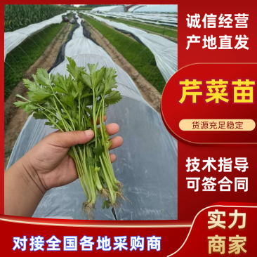 芹菜苗法国皇后芹菜苗苗场直发提供技术量大从优