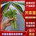 芹菜苗法国皇后芹菜苗苗场直发提供技术量大从优