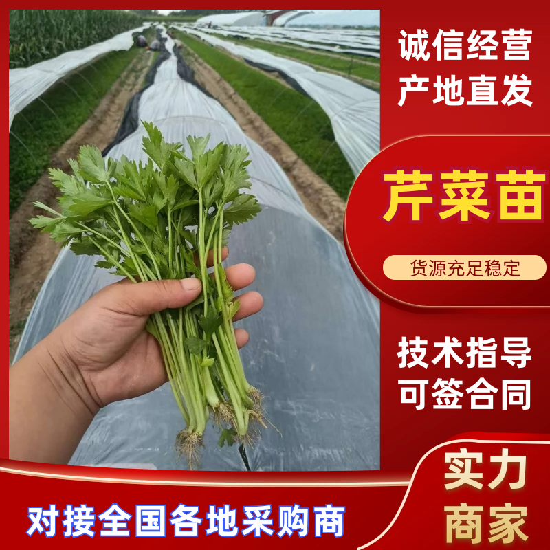 芹菜苗法国皇后芹菜苗苗场直发提供技术量大从优