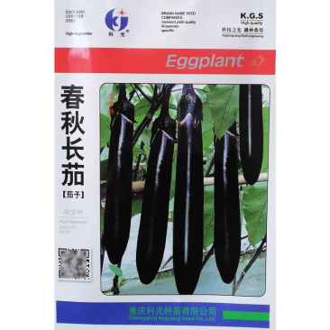 科光春秋长茄黑茄子种子高产抗病茄条黑紫光亮耐运输早中熟