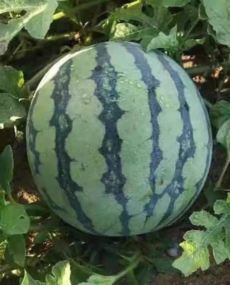 景丰美都西瓜种子甜度高抗病强早春秋延优质西瓜种籽甜美多汁