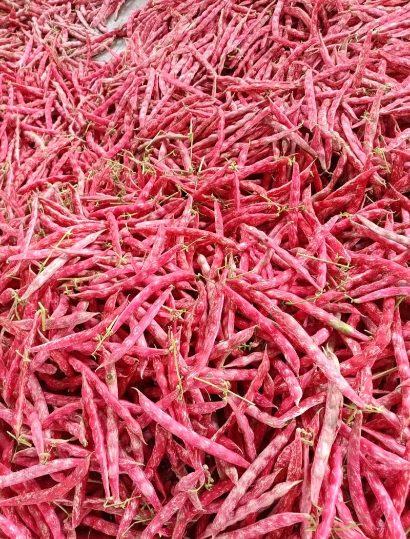 豆角基地直供量大从优欢迎来电咨询