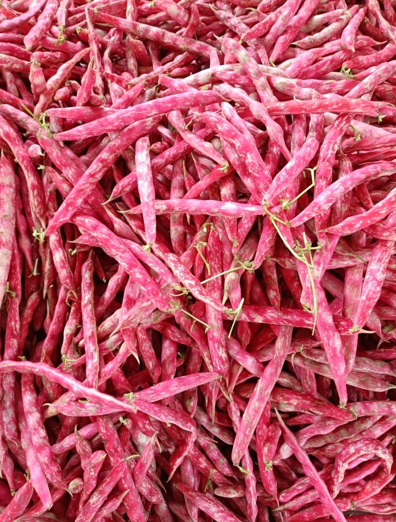 豆角基地直供量大从优欢迎来电咨询