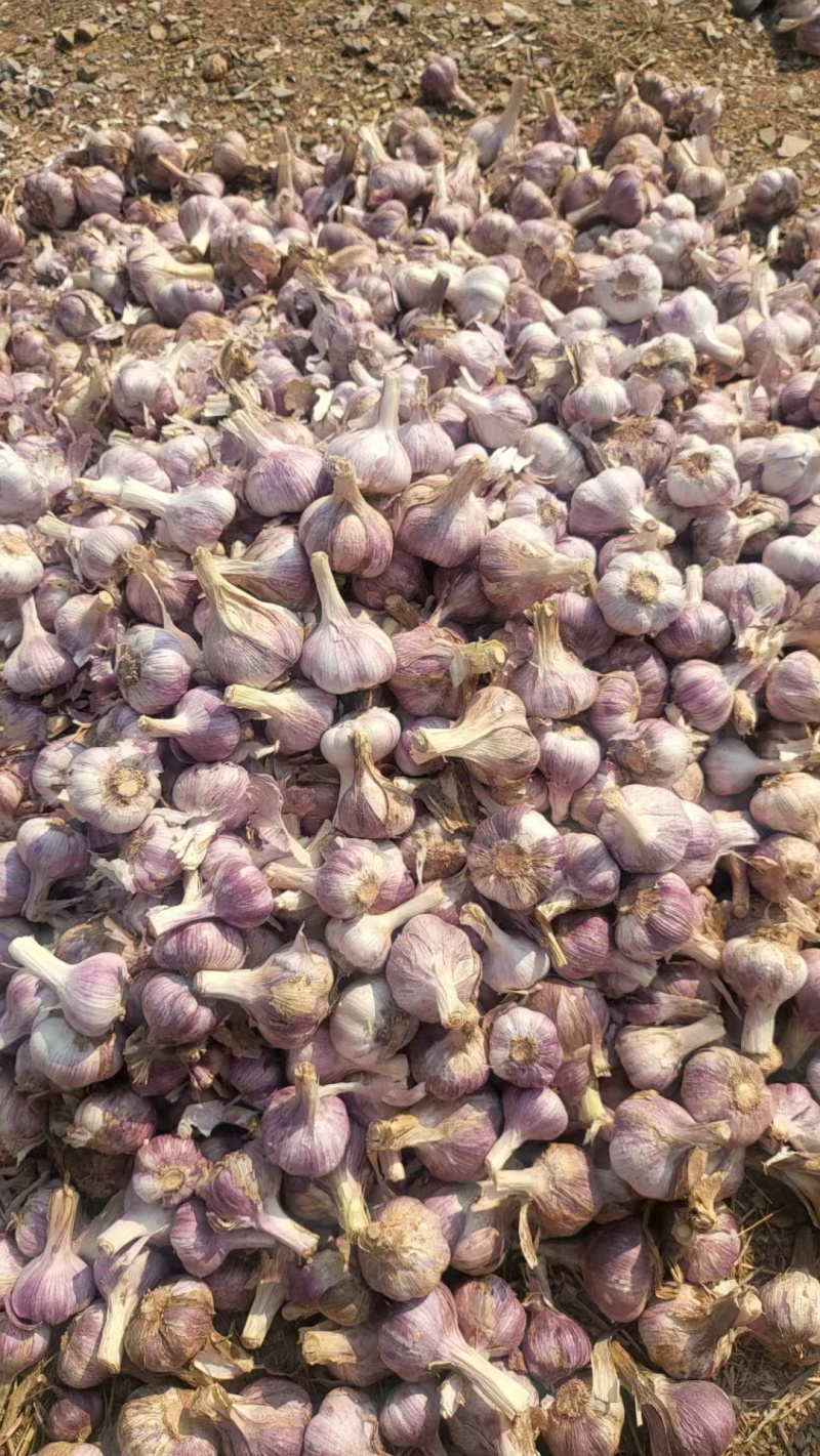 红蒜干蒜云南红蒜基地直供量大从优欢迎咨询