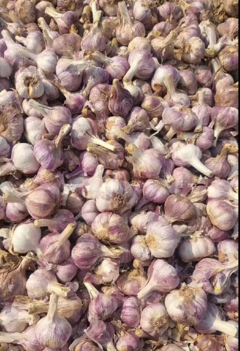 红蒜干蒜云南红蒜基地直供量大从优欢迎咨询