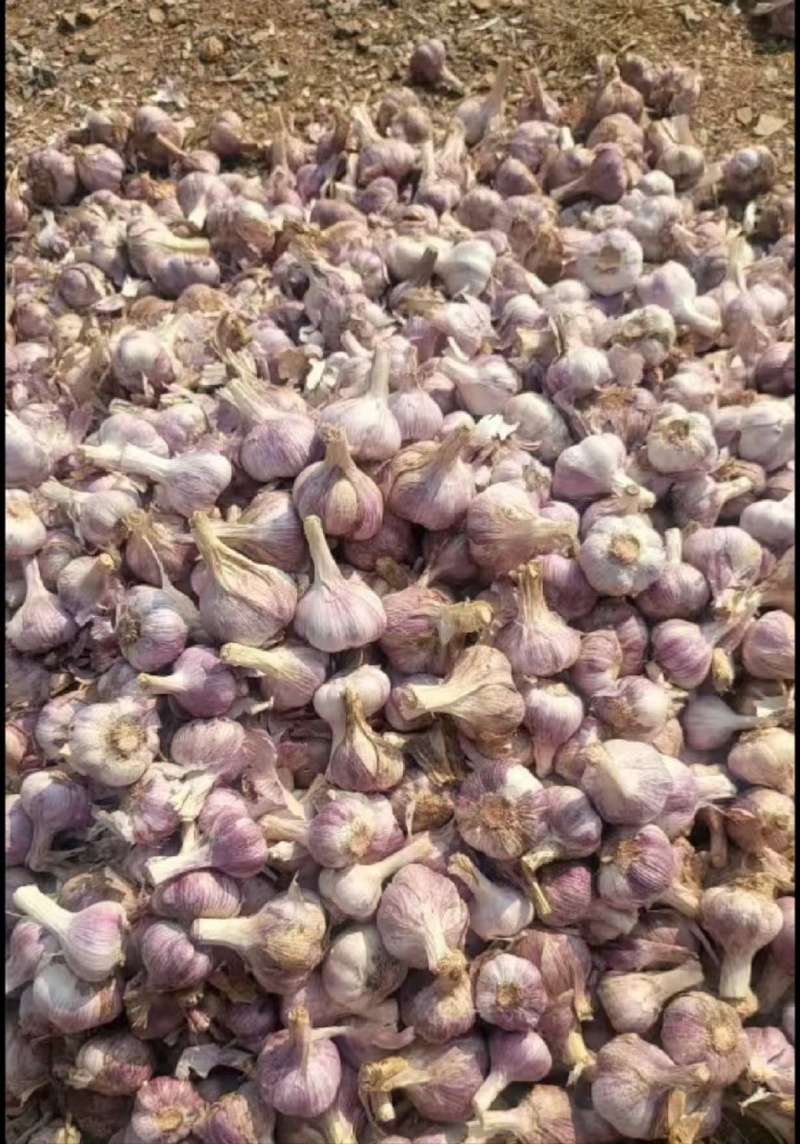 红蒜干蒜云南红蒜基地直供量大从优欢迎咨询