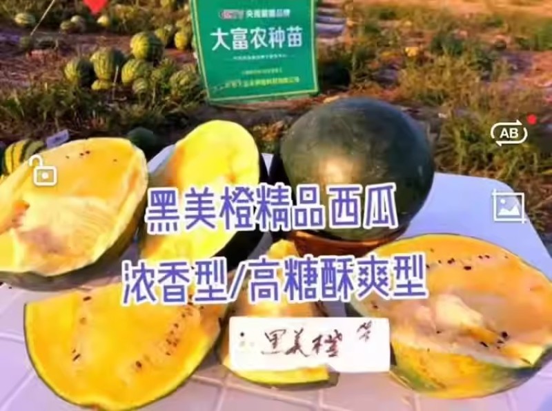浪潮牌黑美橙西瓜种子一代杂交高产黄瓤西瓜种籽肉质橙黄甜蜜