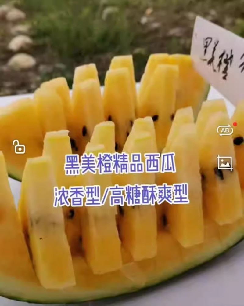 浪潮牌黑美橙西瓜种子一代杂交高产黄瓤西瓜种籽肉质橙黄甜蜜