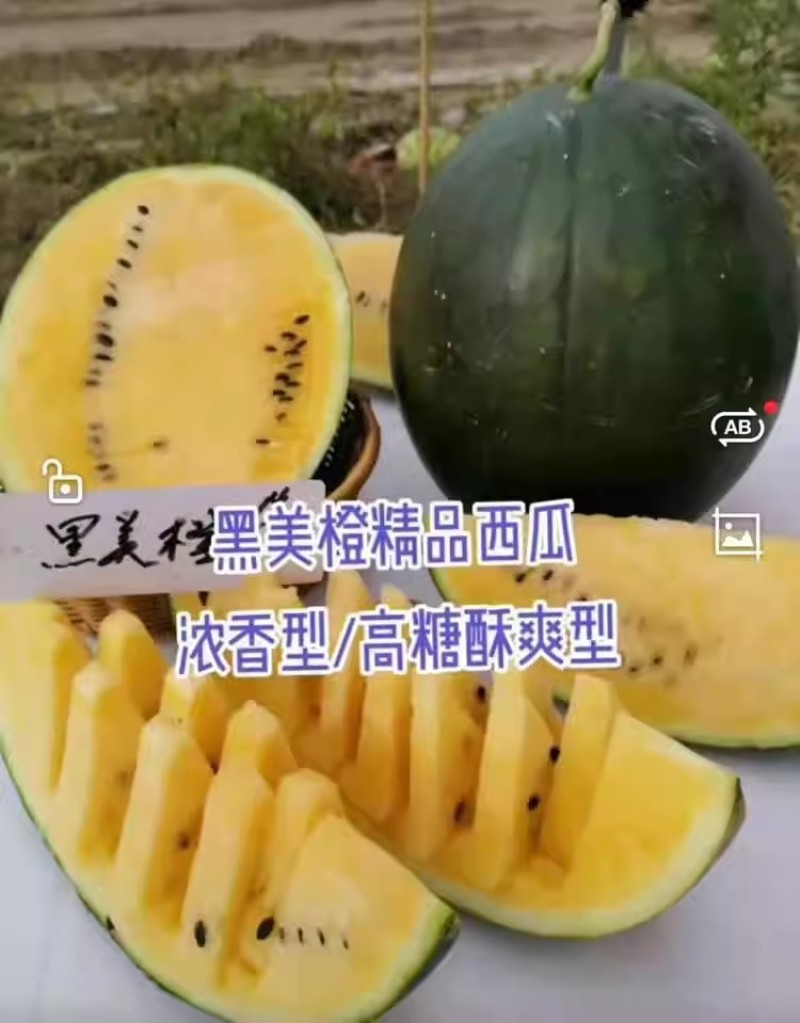 浪潮牌黑美橙西瓜种子一代杂交高产黄瓤西瓜种籽肉质橙黄甜蜜