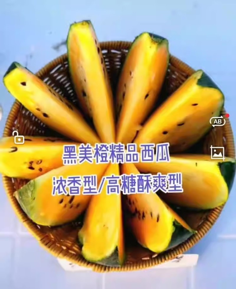 浪潮牌黑美橙西瓜种子一代杂交高产黄瓤西瓜种籽肉质橙黄甜蜜