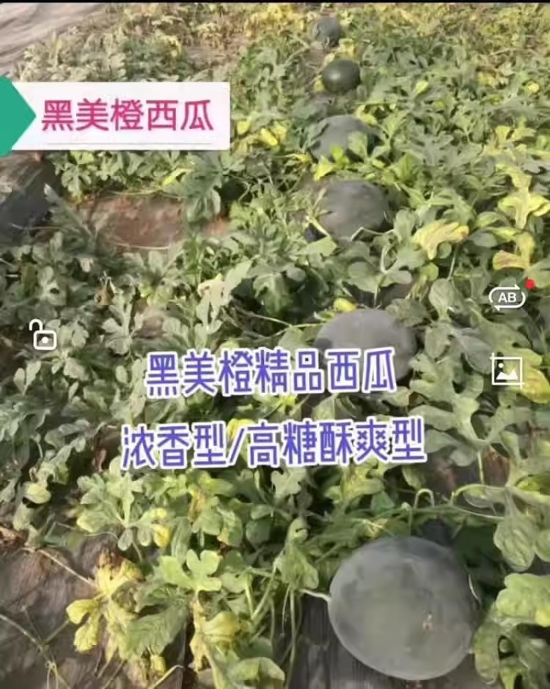 浪潮牌黑美橙西瓜种子一代杂交高产黄瓤西瓜种籽肉质橙黄甜蜜