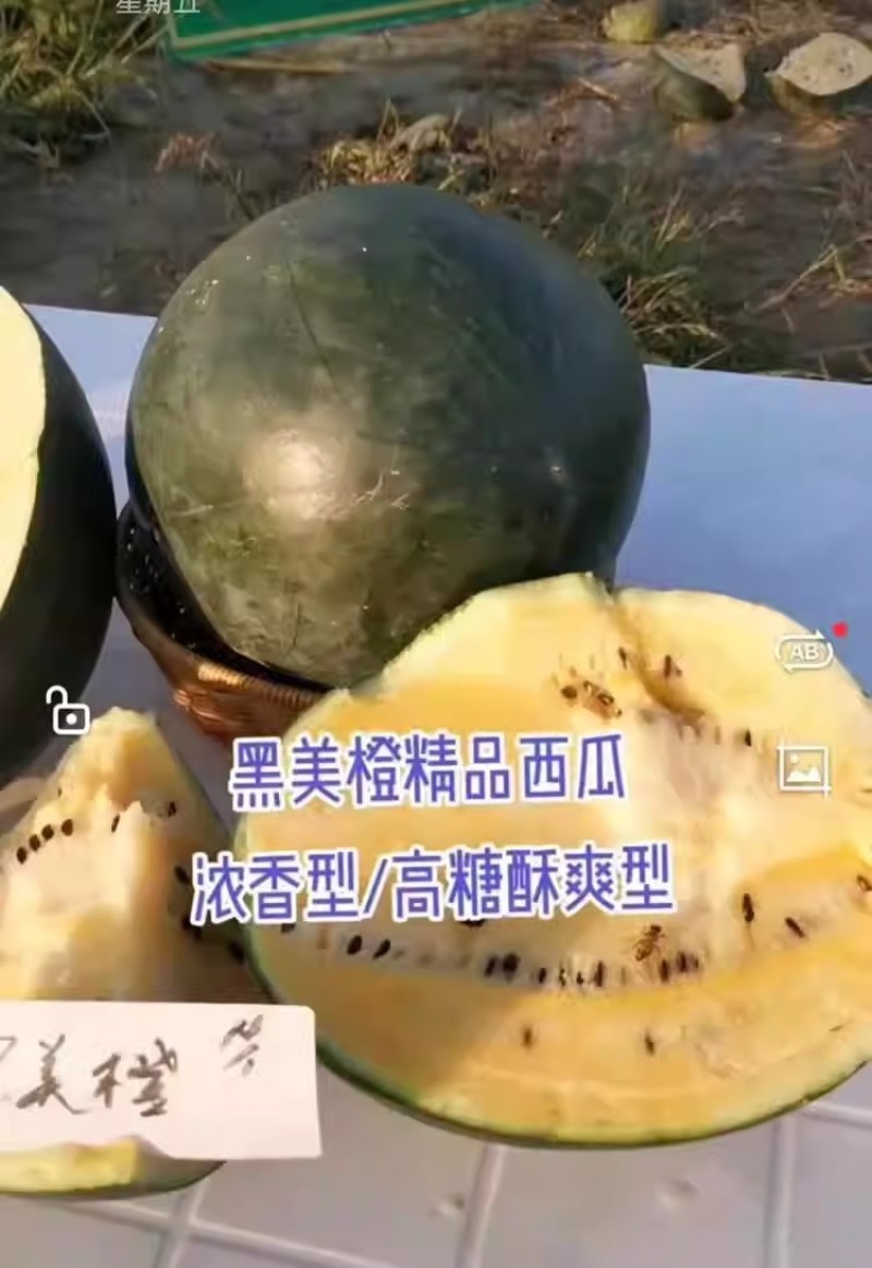 浪潮牌黑美橙西瓜种子一代杂交高产黄瓤西瓜种籽肉质橙黄甜蜜