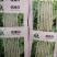 中蔬优丽白架豆种子四季豆芸豆九粒白种籽嫩荚扁圆脆嫩豆角