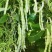 中蔬优丽白架豆种子四季豆芸豆九粒白种籽嫩荚扁圆脆嫩豆角