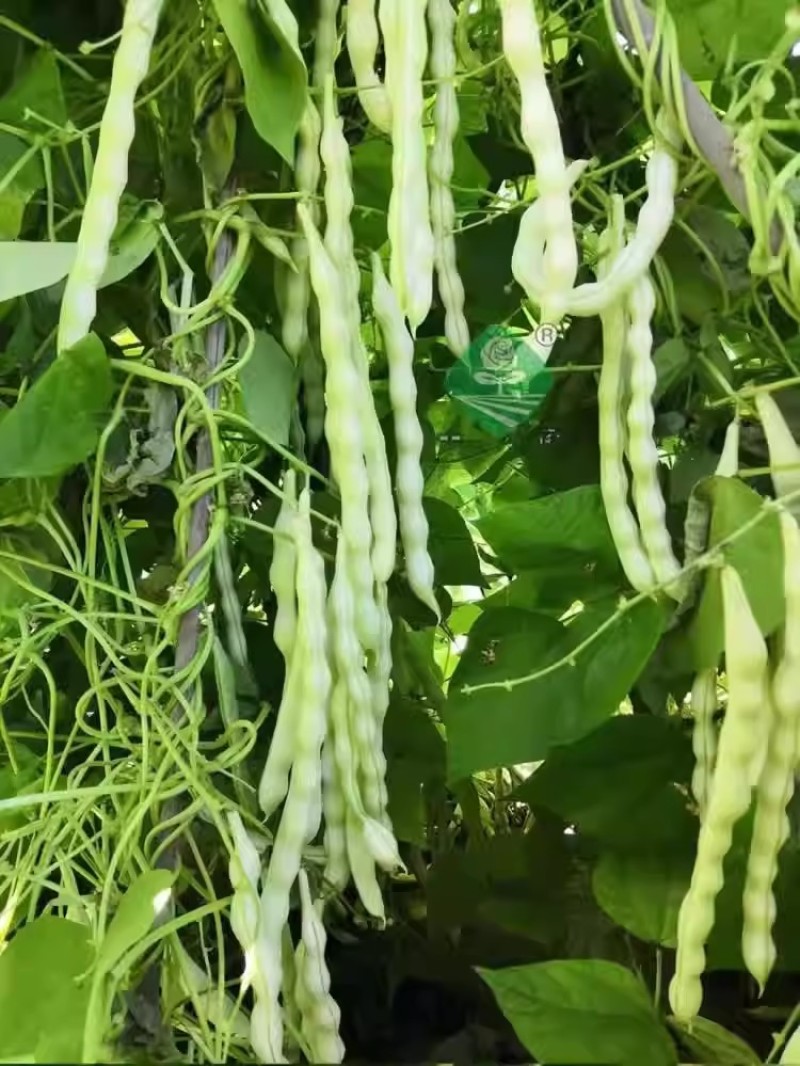 中蔬优丽白架豆种子四季豆芸豆九粒白种籽嫩荚扁圆脆嫩豆角