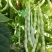 中蔬优丽白架豆种子四季豆芸豆九粒白种籽嫩荚扁圆脆嫩豆角