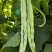 中蔬优丽白架豆种子四季豆芸豆九粒白种籽嫩荚扁圆脆嫩豆角