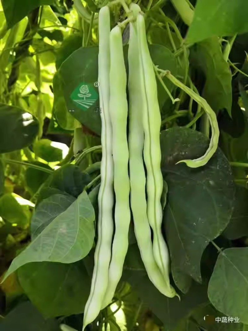中蔬优丽白架豆种子四季豆芸豆九粒白种籽嫩荚扁圆脆嫩豆角