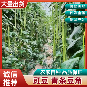 陕西豇豆青条青条豆角产地现摘现发欢迎来电咨询