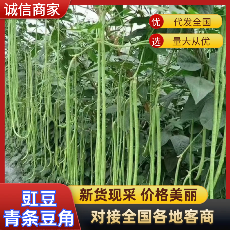 陕西豇豆青条青条豆角产地现摘现发欢迎来电咨询