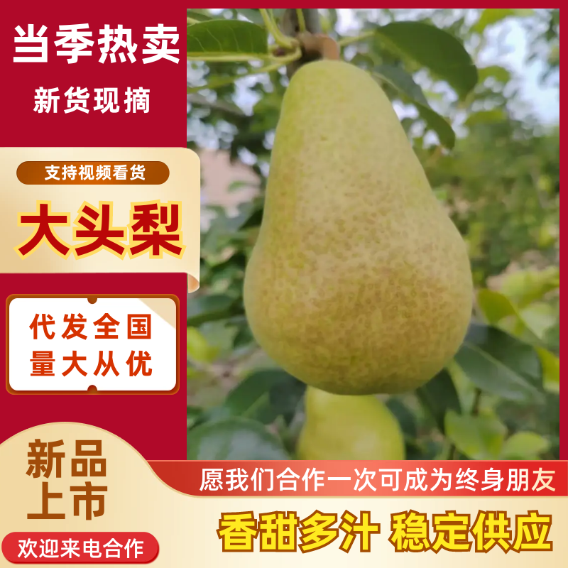 【大头梨】河南三门峡精品大头梨洋梨大量上市对接各大商超