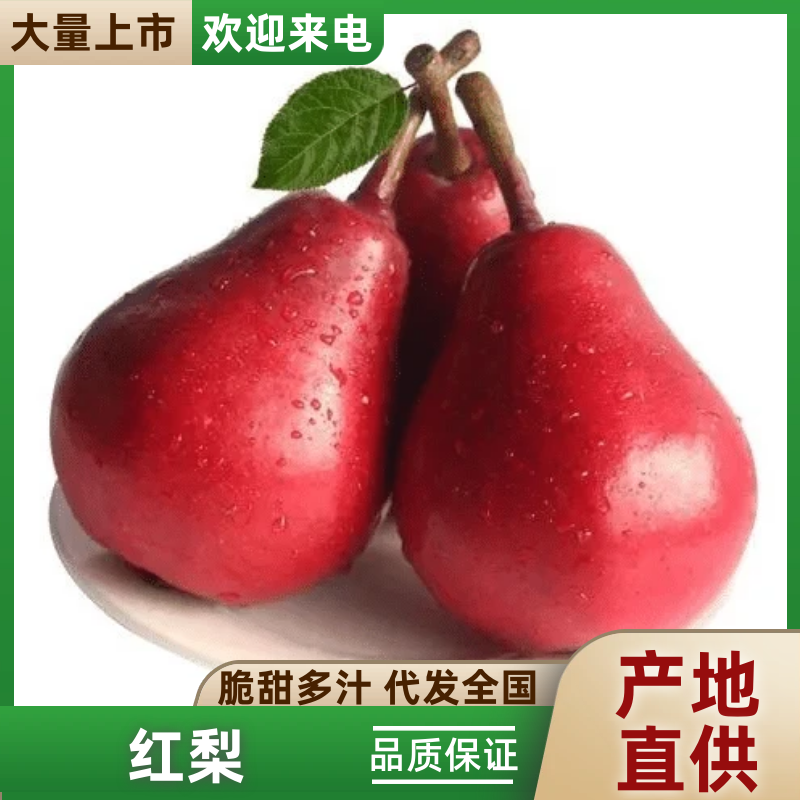 【红梨】河南三门峡精品红梨大量上市一手货源欢迎采购