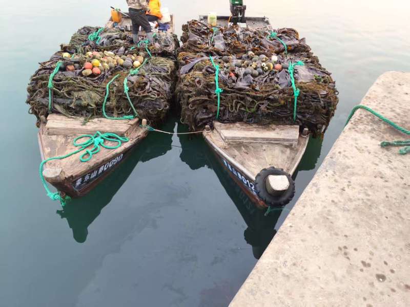 【海带】海带头产地直销量大质优价格优惠欢迎采购咨询