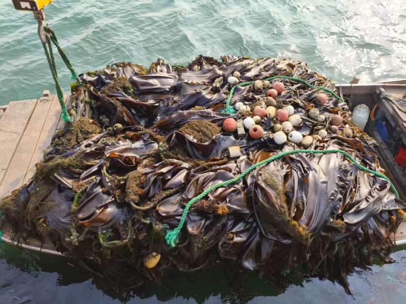 【海带】海带头产地直销量大质优价格优惠欢迎采购咨询