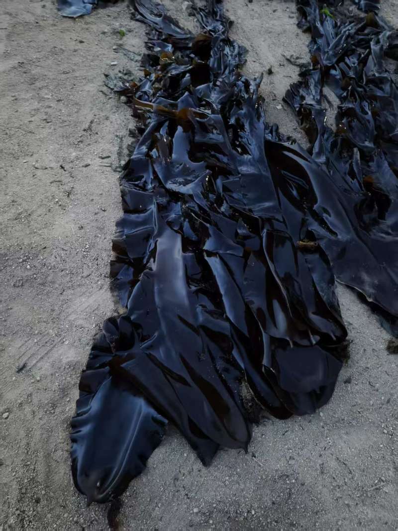 【海带】海带头产地直销量大质优价格优惠欢迎采购咨询