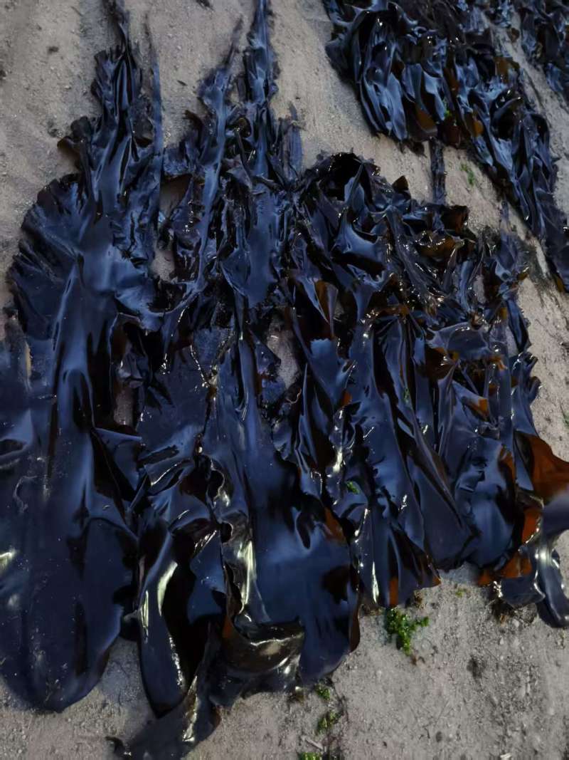 【热卖】海带头规格齐全量大质优支持视频看货欢迎采购