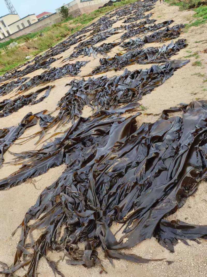 【热卖】海带头规格齐全量大质优支持视频看货欢迎采购