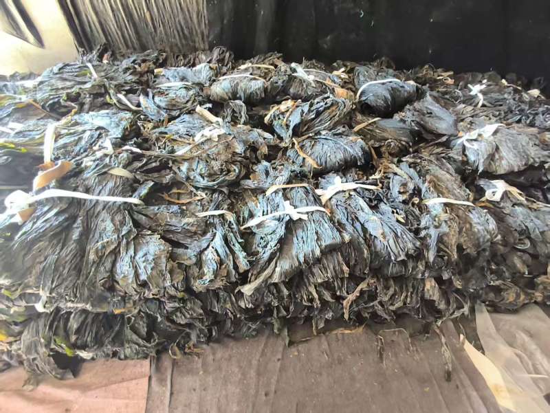 干海带产地直销质量保证价优欢迎各大老板前来采购咨询