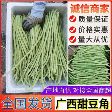 精选《甜豆角&青条豆角&豇豆角》广西豆角/产地代发全国
