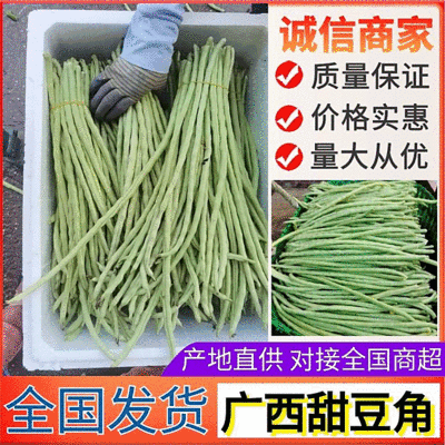 精选《甜豆角&青条豆角&豇豆角》广西豆角/产地代发全国