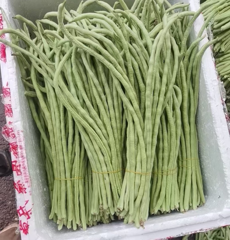 精选《甜豆角&青条豆角&豇豆角》广西豆角/产地代发全国
