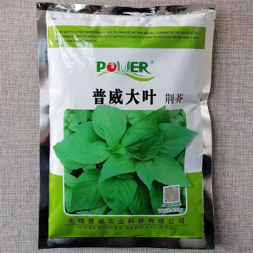河南荆芥种子普威大叶荆芥种籽大田高产蔬菜荆芥香味浓郁